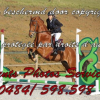 Events Photo services - Equihorse annuaire equestre