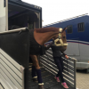 Transport chevaux Vincent Van Loo