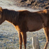 4. Détention de chevaux en prairie