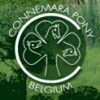 Connemara pony Belgium