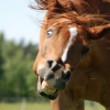 Le Headshaking – ou quand le cheval secoue la tête