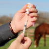 La vaccination du cheval